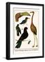 Greater Flamingo, Pigeons, Doves and Kingfishers-Albertus Seba-Framed Art Print