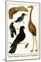 Greater Flamingo, Pigeons, Doves and Kingfishers-Albertus Seba-Mounted Art Print