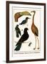 Greater Flamingo, Pigeons, Doves and Kingfishers-Albertus Seba-Framed Art Print