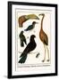 Greater Flamingo, Pigeons, Doves and Kingfishers-Albertus Seba-Framed Art Print