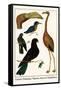 Greater Flamingo, Pigeons, Doves and Kingfishers-Albertus Seba-Framed Stretched Canvas