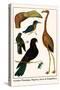 Greater Flamingo, Pigeons, Doves and Kingfishers-Albertus Seba-Stretched Canvas