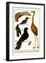 Greater Flamingo, Pigeons, Doves and Kingfishers-Albertus Seba-Framed Art Print