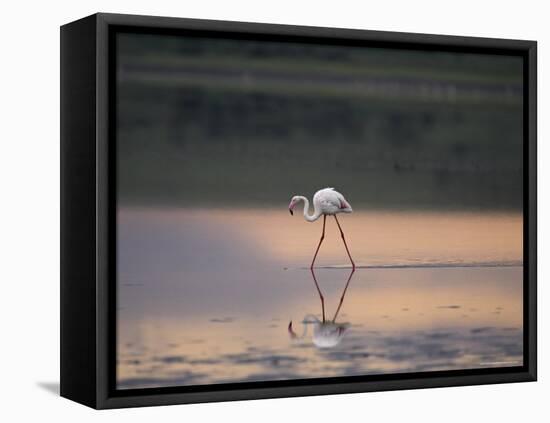 Greater Flamingo Reflected in Lake Ndutu at Sunset, Serengeti National Park, Tanzania-James Hager-Framed Stretched Canvas