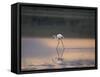 Greater Flamingo Reflected in Lake Ndutu at Sunset, Serengeti National Park, Tanzania-James Hager-Framed Stretched Canvas