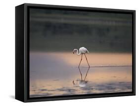 Greater Flamingo Reflected in Lake Ndutu at Sunset, Serengeti National Park, Tanzania-James Hager-Framed Stretched Canvas