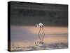 Greater Flamingo Reflected in Lake Ndutu at Sunset, Serengeti National Park, Tanzania-James Hager-Stretched Canvas