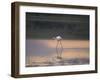 Greater Flamingo Reflected in Lake Ndutu at Sunset, Serengeti National Park, Tanzania-James Hager-Framed Photographic Print