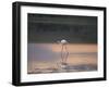 Greater Flamingo Reflected in Lake Ndutu at Sunset, Serengeti National Park, Tanzania-James Hager-Framed Photographic Print