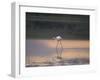 Greater Flamingo Reflected in Lake Ndutu at Sunset, Serengeti National Park, Tanzania-James Hager-Framed Photographic Print