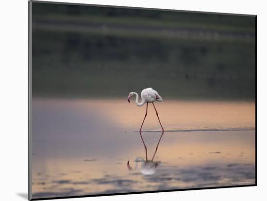 Greater Flamingo Reflected in Lake Ndutu at Sunset, Serengeti National Park, Tanzania-James Hager-Mounted Photographic Print