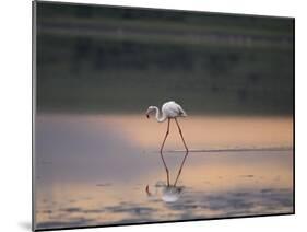 Greater Flamingo Reflected in Lake Ndutu at Sunset, Serengeti National Park, Tanzania-James Hager-Mounted Photographic Print