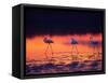 Greater Flamingo, Tanzania-David Northcott-Framed Stretched Canvas