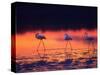 Greater Flamingo, Tanzania-David Northcott-Stretched Canvas