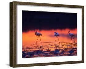 Greater Flamingo, Tanzania-David Northcott-Framed Premium Photographic Print