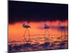 Greater Flamingo, Tanzania-David Northcott-Mounted Premium Photographic Print