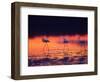 Greater Flamingo, Tanzania-David Northcott-Framed Photographic Print