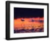 Greater Flamingo, Tanzania-David Northcott-Framed Photographic Print