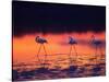 Greater Flamingo, Tanzania-David Northcott-Stretched Canvas
