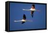 Greater Flamingo X Two in Flight-null-Framed Stretched Canvas