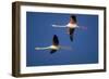 Greater Flamingo X Two in Flight-null-Framed Photographic Print