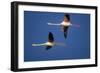 Greater Flamingo X Two in Flight-null-Framed Photographic Print