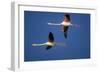 Greater Flamingo X Two in Flight-null-Framed Photographic Print