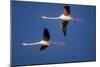 Greater Flamingo X Two in Flight-null-Mounted Photographic Print