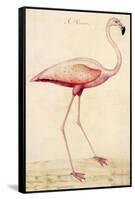 Greater Flamingo-John White-Framed Stretched Canvas