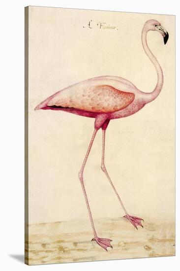 Greater Flamingo-John White-Stretched Canvas