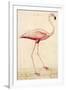 Greater Flamingo-John White-Framed Art Print