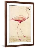 Greater Flamingo-John White-Framed Art Print