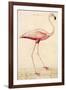 Greater Flamingo-John White-Framed Art Print