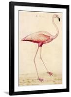 Greater Flamingo-John White-Framed Art Print