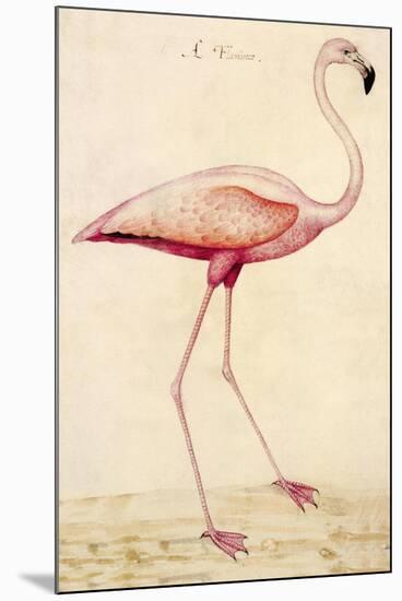 Greater Flamingo-John White-Mounted Art Print