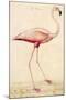 Greater Flamingo-John White-Mounted Art Print