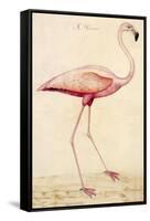 Greater Flamingo-John White-Framed Stretched Canvas