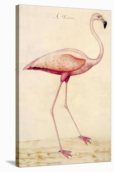 Greater Flamingo-John White-Stretched Canvas