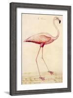 Greater Flamingo-John White-Framed Art Print