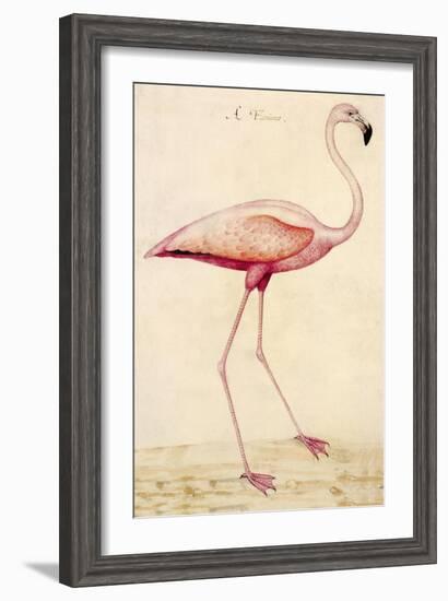 Greater Flamingo-John White-Framed Art Print