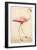 Greater Flamingo-John White-Framed Art Print