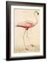 Greater Flamingo-John White-Framed Art Print