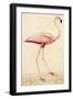 Greater Flamingo-John White-Framed Art Print