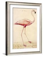 Greater Flamingo-John White-Framed Art Print