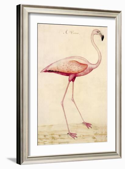 Greater Flamingo-John White-Framed Art Print