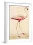 Greater Flamingo-John White-Framed Art Print