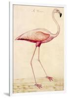 Greater Flamingo-John White-Framed Art Print