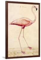 Greater Flamingo-John White-Framed Art Print