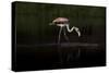 Greater Flamingo-Natalia Rublina-Stretched Canvas