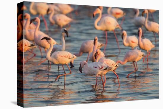 Greater Flamingoes (Phoenicopterus Ruber) and Lesser Flamingoes (Phoenicopterus Minor)-Ann and Steve Toon-Stretched Canvas
